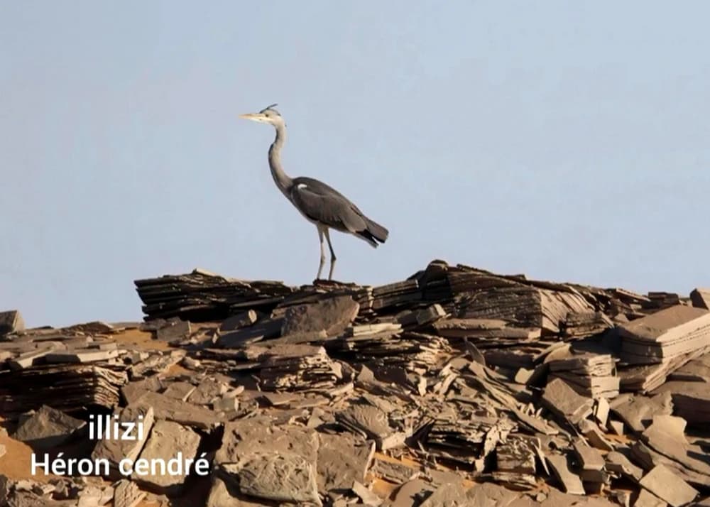 Illizi : recensement de plus d'un millier d'oiseaux migrateurs nicheurs