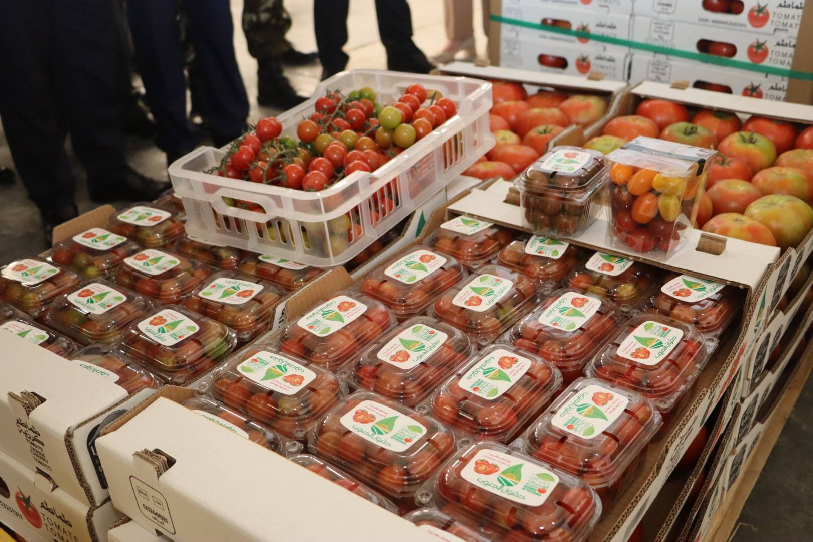 Lancement d'une exportation de tomate vers l'Espagne