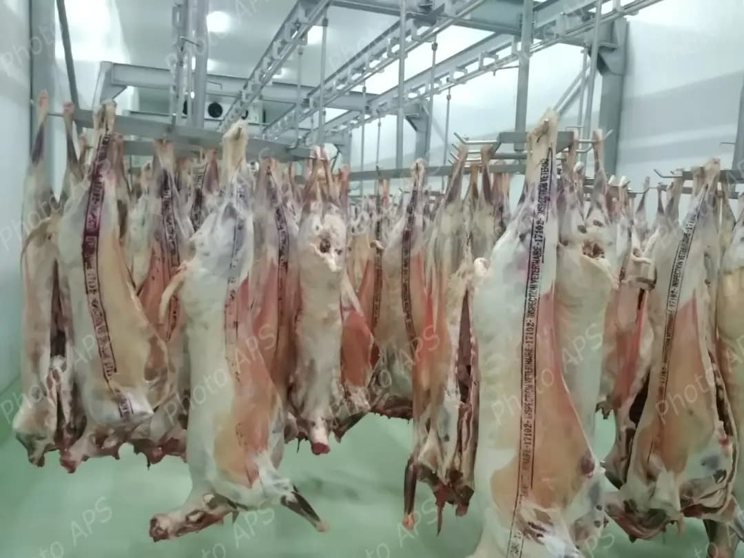 Mise en place d'un mécanisme proactif pour garantir la disponibilité des viandes rouges et blanches durant le Ramadhan prochain