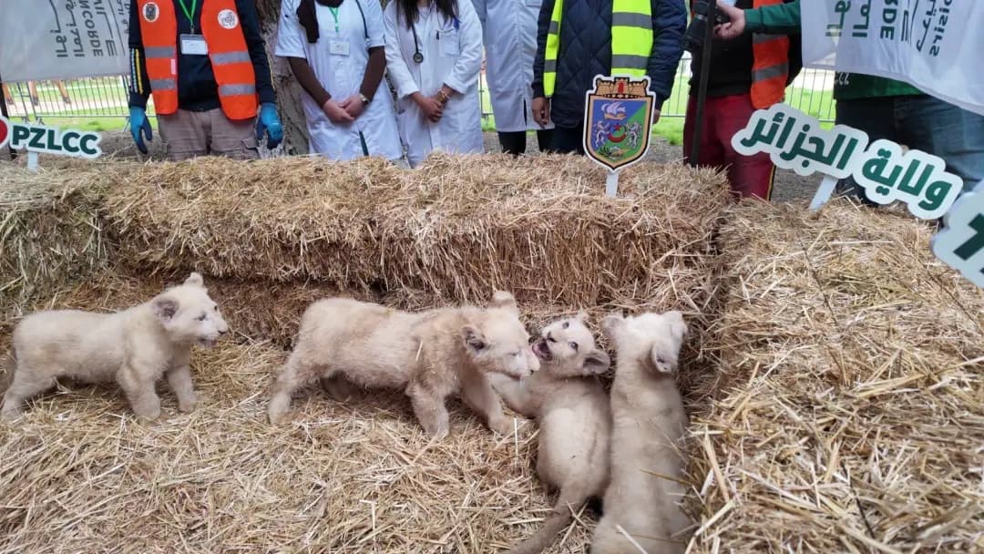 Naissance de cinq lionceaux de l'espèce rare du lion blanc au parc zoologique et de loisirs "La Concorde civile" à Alger