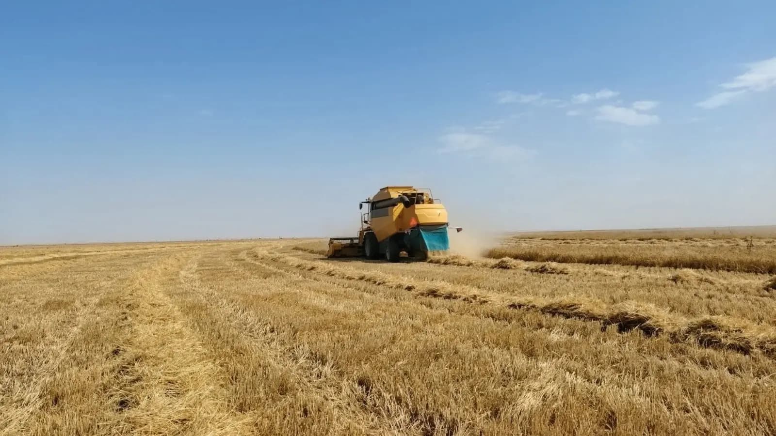 Collecte de plus de 516.000 quintaux de céréales