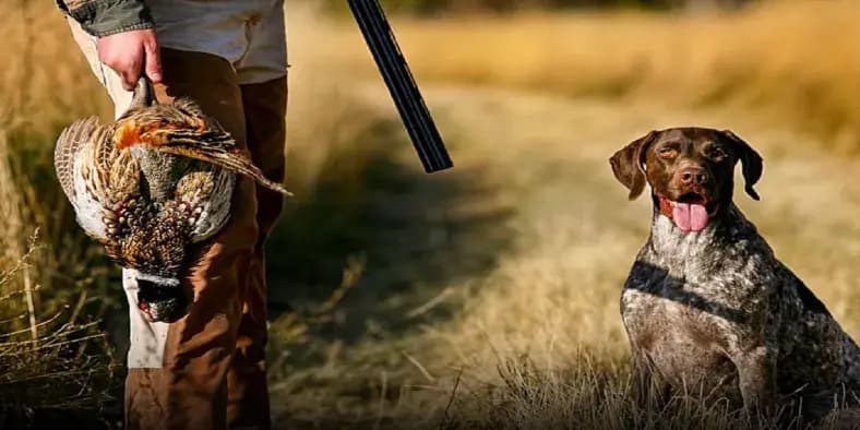 Saison de chasse 2025-2026 ouverte depuis le 1er décembre passé