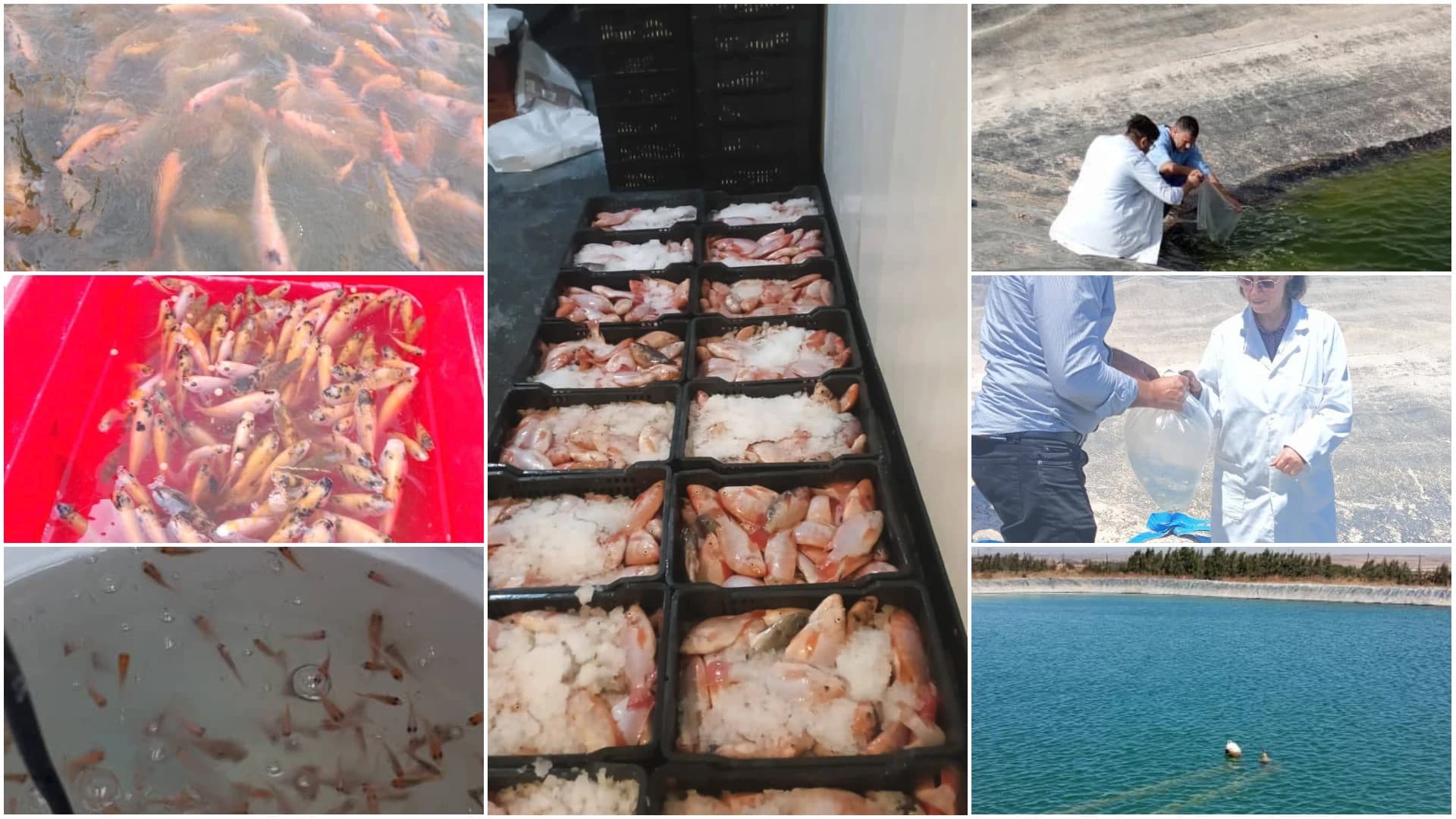 Oran: Expérience prometteuse dans l'élevage du tilapia rouge