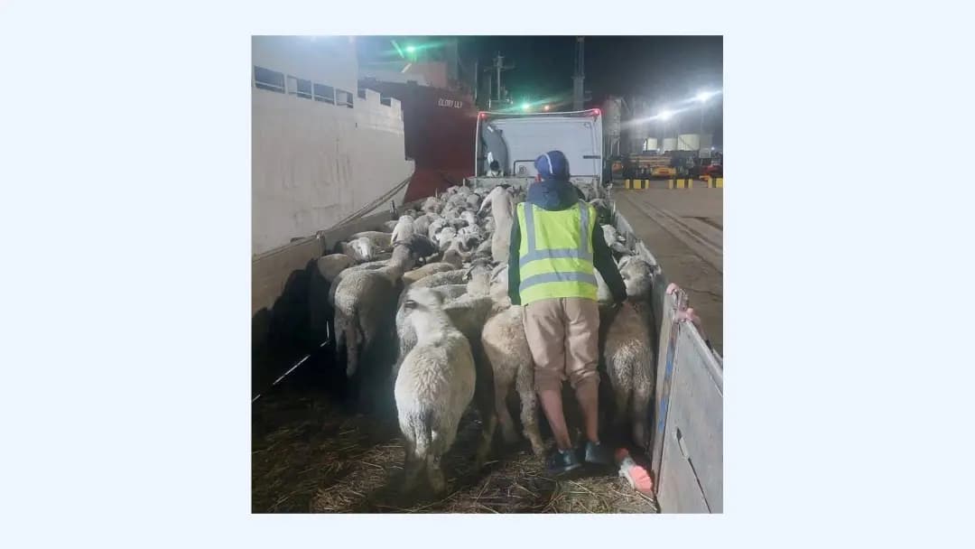 Accostage au port de Djen Djen d'un navire chargé de 11.500 moutons importés de Roumanie