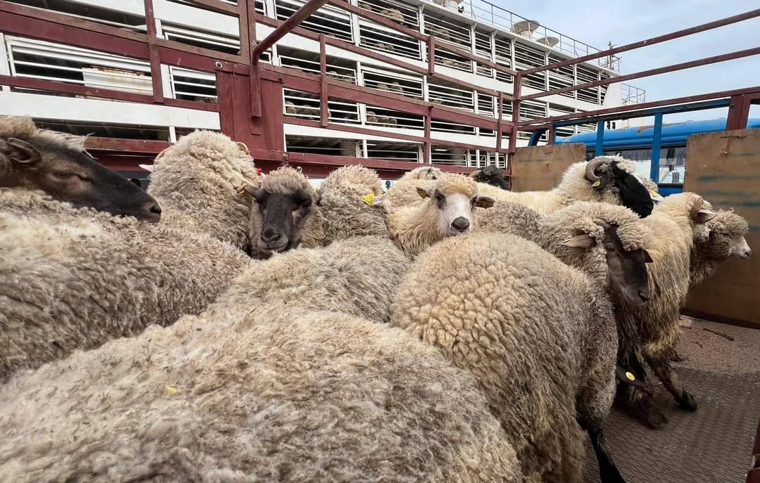 Arrivée de deux navires transportant plus de 36 000 moutons en provenance de Roumanie et d’Espagne