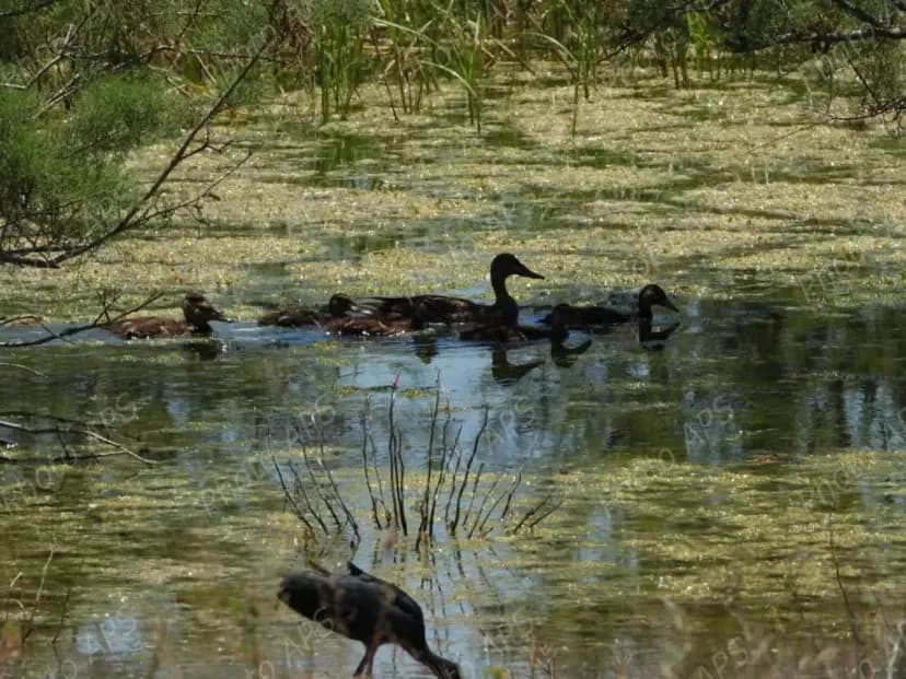 Plus de 2 500 oiseaux d’eau nicheurs recensés dans les zones humides et plans d’eau