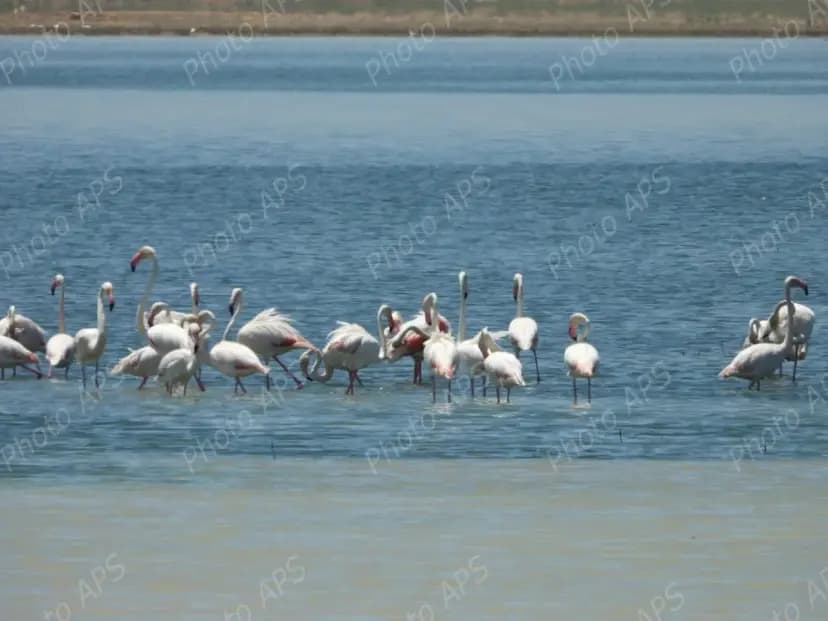 Plus de 2 500 oiseaux d’eau nicheurs recensés dans les zones humides et plans d’eau