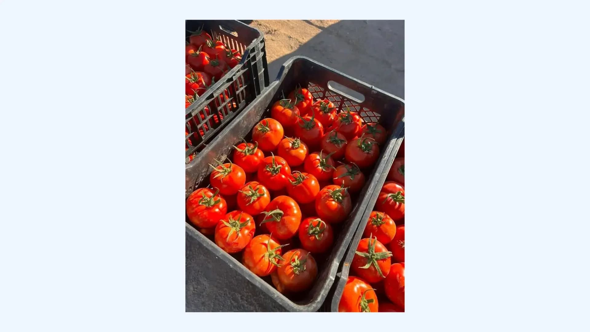 Production de plus de 300.000 qx de tomates de saison