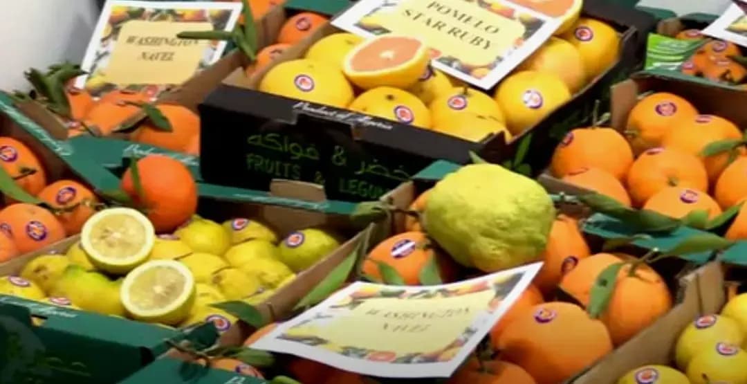 Алжир наращивает производство цитрусовых благодаря интенсивным технологиям