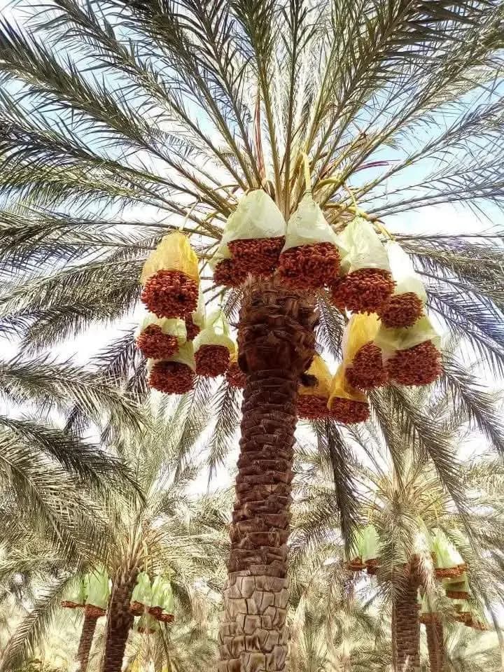 Кодекс Алиментариус