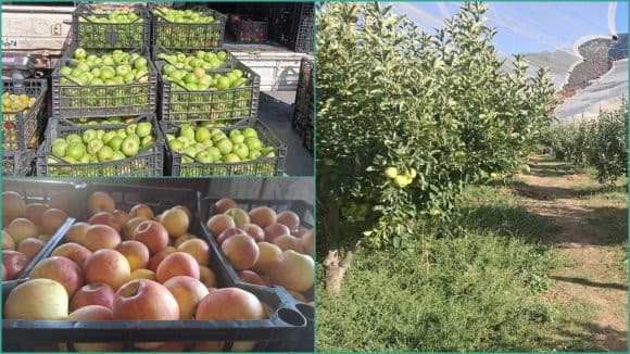 Notable development, promising prospects for apple farming in Batna, Khenchela